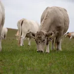Kugelhaus Kugellager - Besonderer Rückzugsort In Runder Bauweise - Reduziert, Ruhig Und Naturnah Am Tollensesee *