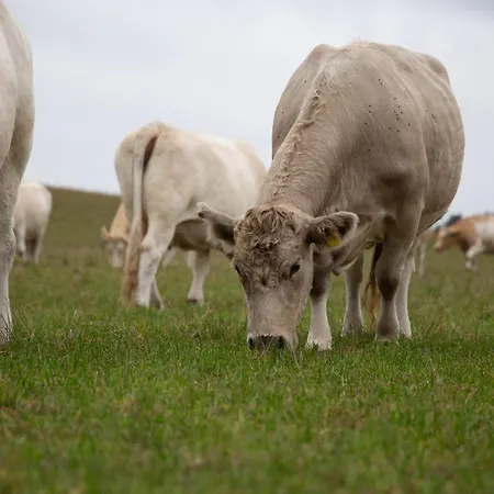Kugelhaus Kugellager - Besonderer Rueckzugsort In Runder Bauweise - Reduziert, Ruhig Und Naturnah Am Tollensesee *